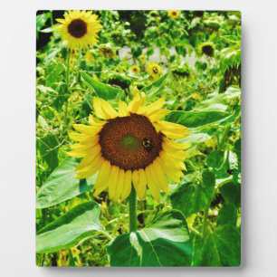Bee on yellow Sunflower Plaque