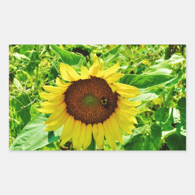 Bee on yellow Sunflower Rectangular Sticker (Front)