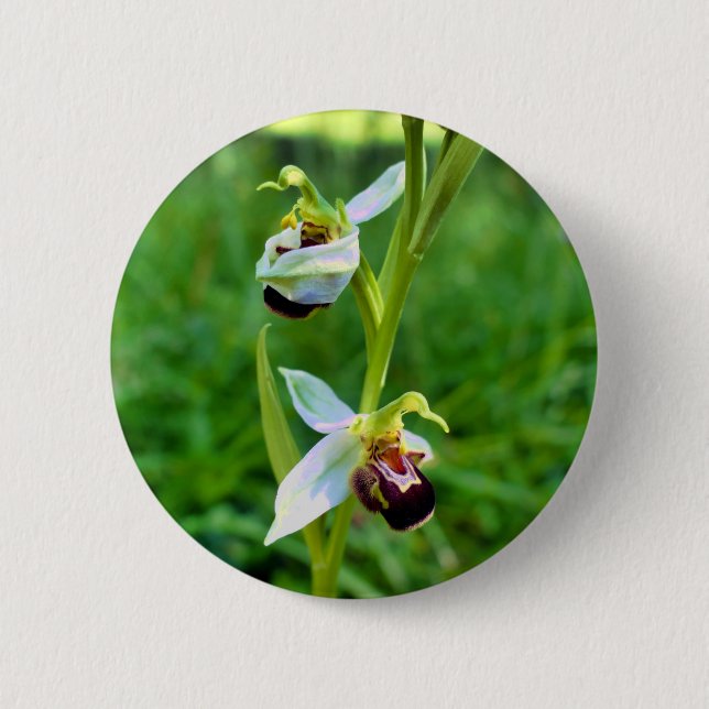 Bee Orchid Badge (Front)