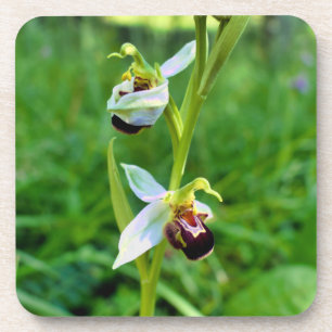 Bee Orchid Coaster