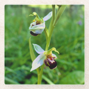 Bee Orchid Glass Coaster