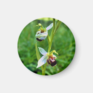 Bee Orchid Magnet