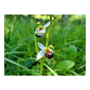 Bee Orchid Photo Print
