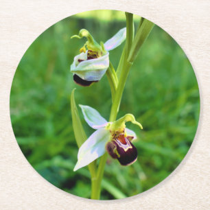 Bee Orchid Round Paper Coaster