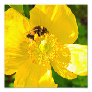 Bee  photo print