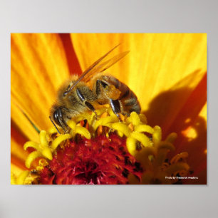 Bee Pollinating Flower Poster