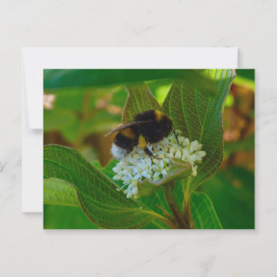 Bee postcard