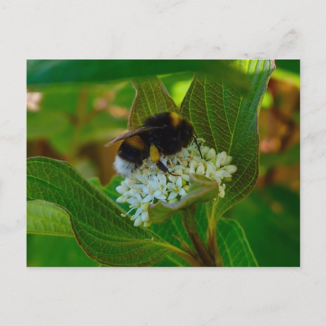 Bee  postcard (Front)
