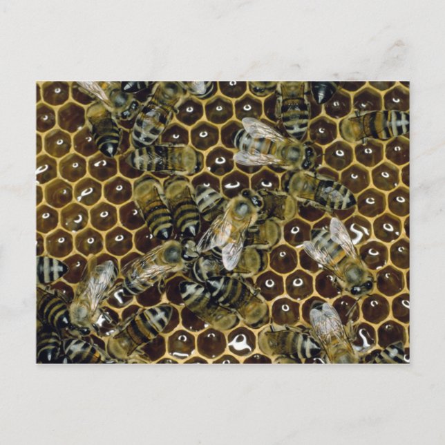 Bee Postcard (Front)