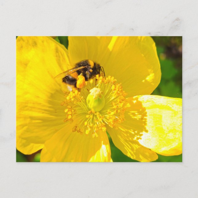 Bee  postcard (Front)