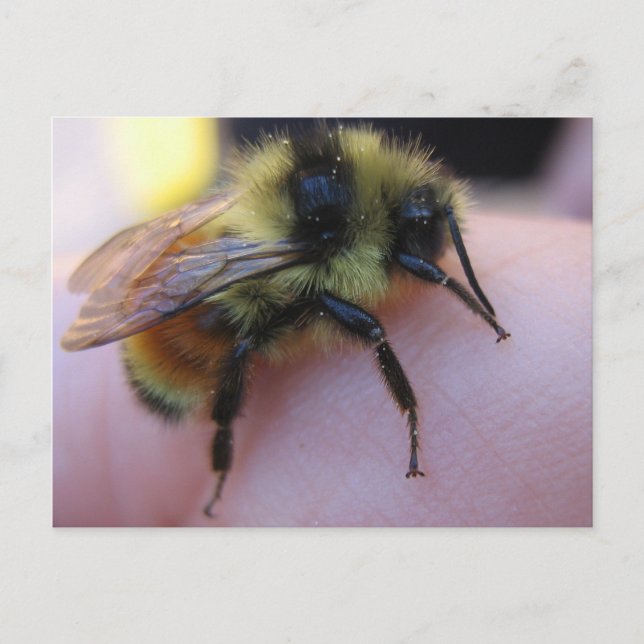Bee postcard (Front)