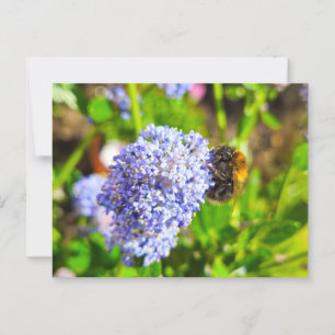Bee postcard