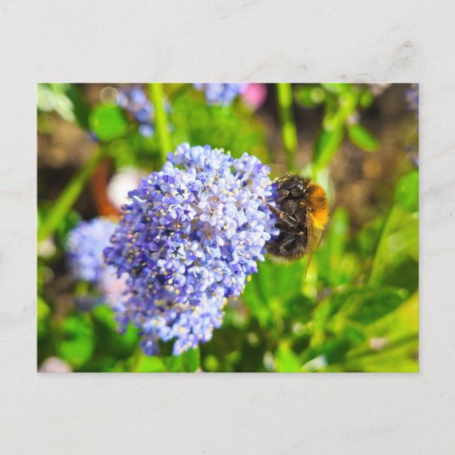 Bee  postcard (Front)