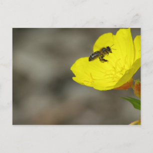Bee Postcard