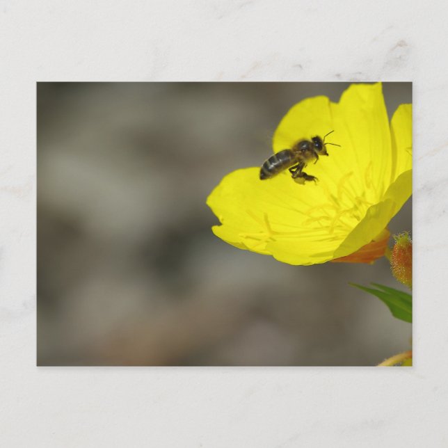 Bee Postcard (Front)