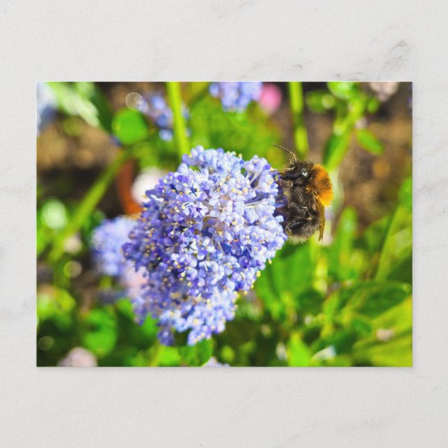 Bee  postcard (Front)
