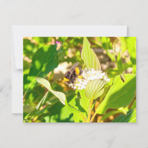 Bee postcard
