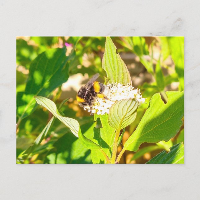 Bee  postcard (Front)