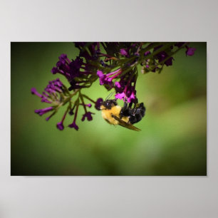Bee, Poster
