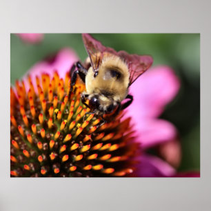 Bee Poster