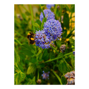 Bee poster