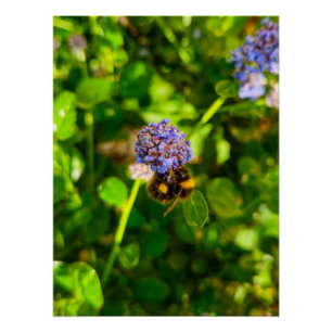 Bee poster