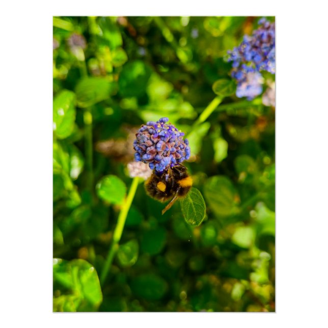 Bee  poster (Front)