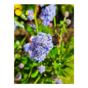 Bee poster