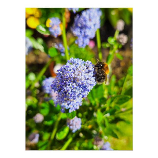Bee  poster (Front)