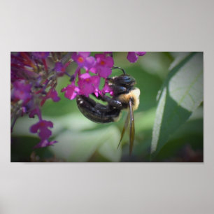 Bee, Poster