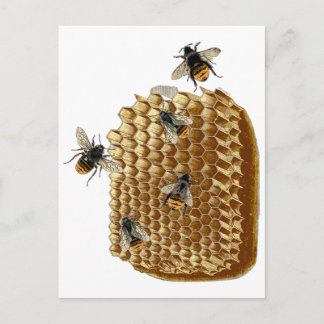Bee Print, Honeycomb Illustration, Vintage Postcard