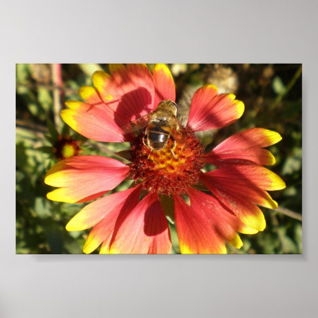 Bee sitting on a flower gaillardia  core poster (Front)