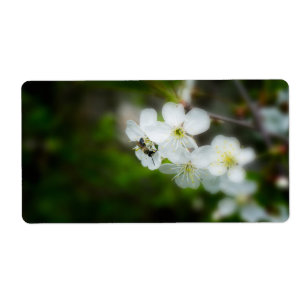 Bee sitting on a white flower