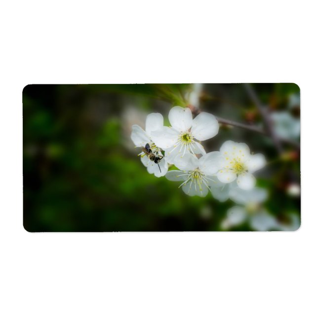 Bee sitting on a white flower (Front)