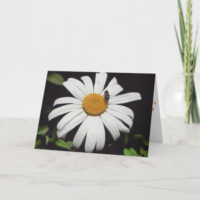 "Bee Upon Daisy" Get Well Card (Front)