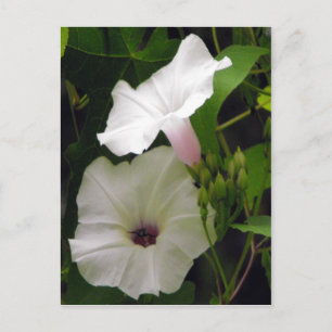 Bee Visits the Morning Glory Postcard