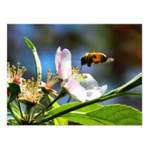 Bee & White Flower Photography Photo Print