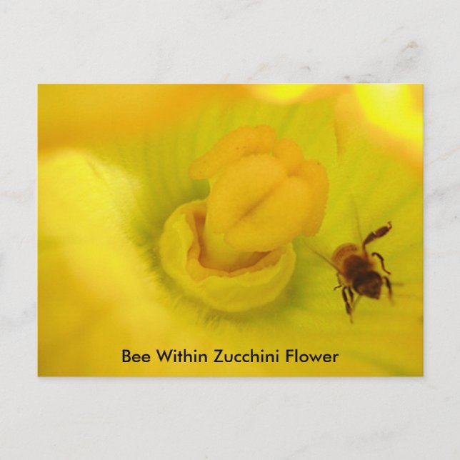 Bee Within Zucchini Flower Postcard (Front)
