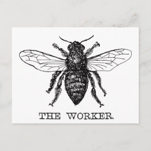 Bee Worker Honey Black Bumblebee Postcard