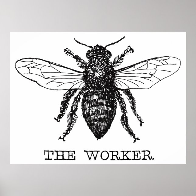 Bee Worker Honey Black Bumblebee Poster (Front)