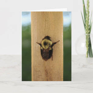 Bee-zilla Card