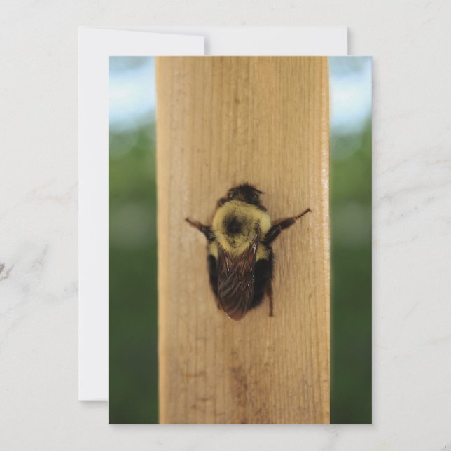 Bee-zilla Invitation (Front)