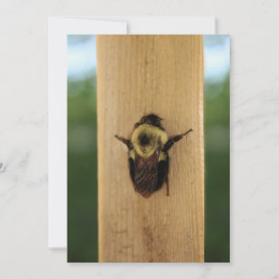 Bee-zilla Invitation