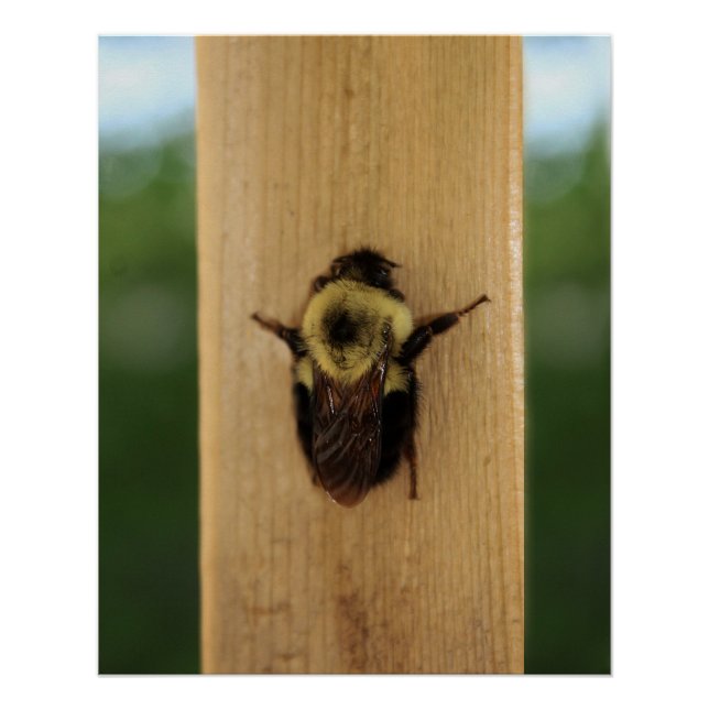 Bee-zilla Poster (Front)