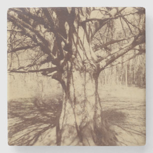 Beech Tree (by Eugène Atget) Stone Coaster
