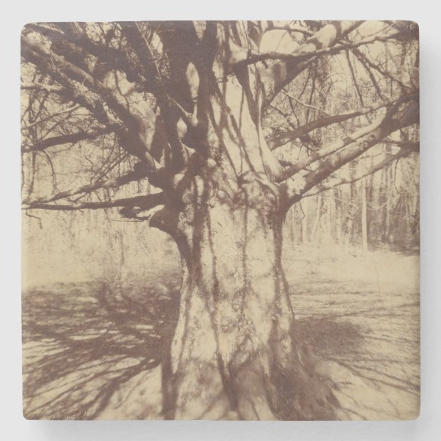 Beech Tree (by Eugène Atget) Stone Coaster (Front)
