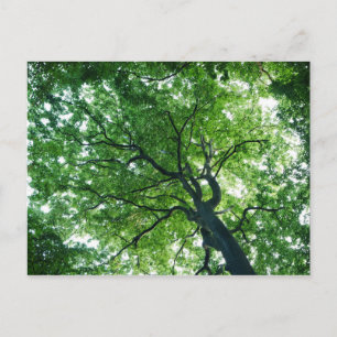 Beech Tree Postcard