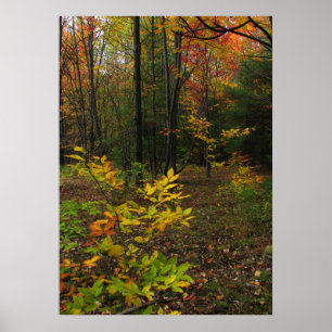 Beech Woods Poster