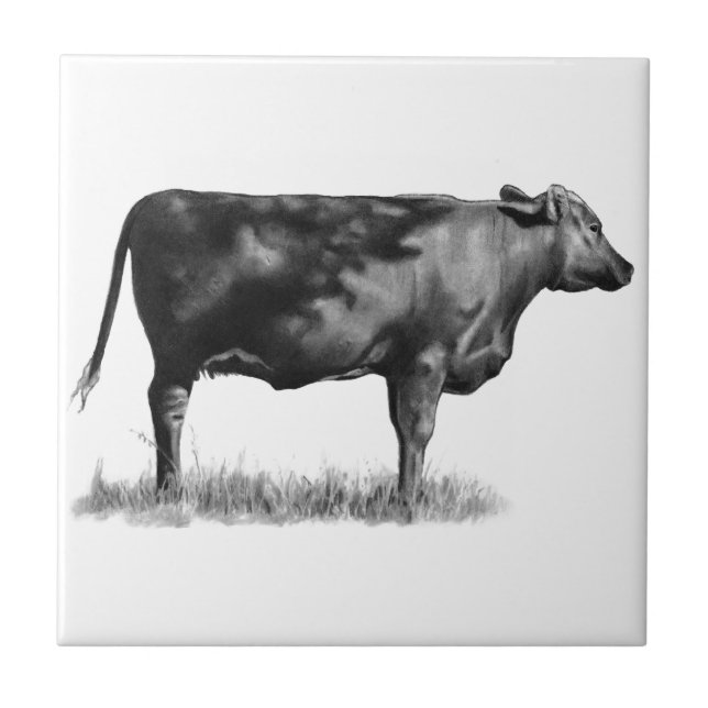 Beef Cow/Heifer in Pencil: Realism: Drawing Tile (Front)