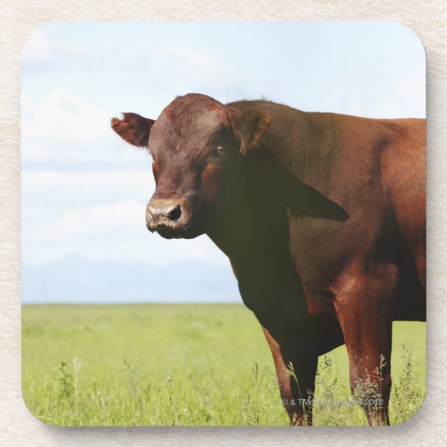 Beef cow in field coaster (Front)